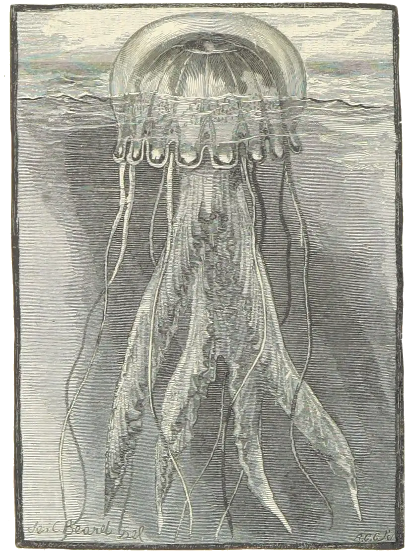 a jellyfish, with its bell bobbing on the surface of the ocean, and its tentacles cascading down into the water
